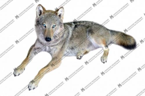 wolf_2